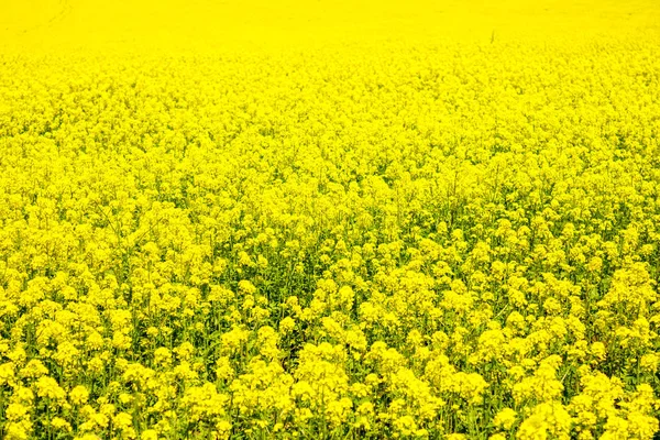 Canola field, yellow flowers, oil, bifuel, field of flowers — стоковое фото