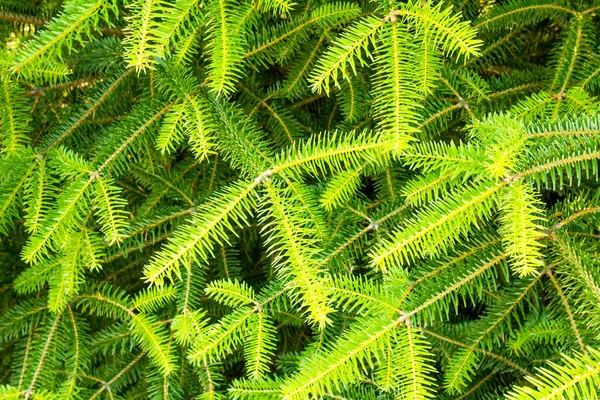 Smrkové větve zelené — Stock fotografie