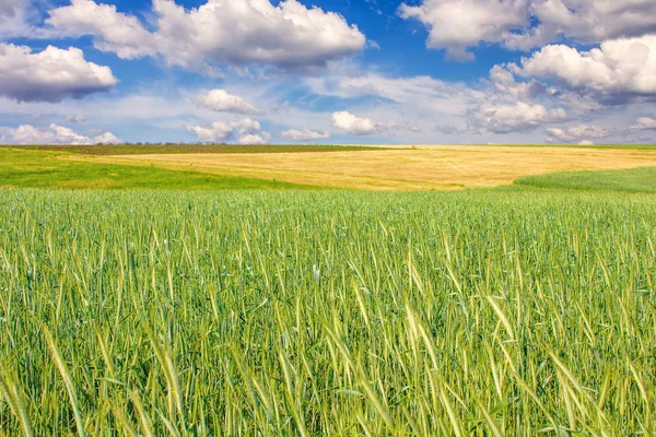 Campo Trigo Muchas Nubes Cielo —  Fotos de Stock