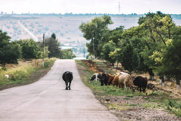 a herd of cows grazes near the road in the village, a cow goes along the road