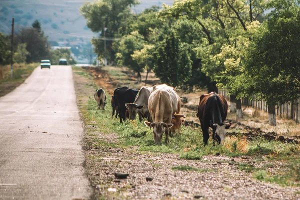 a herd of cows grazes near the road in the village, cars on the road