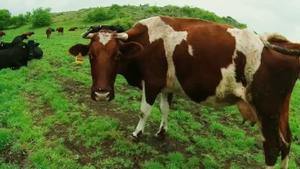 Vaca pastando en un prado y muestra la lengua — Vídeo de stock