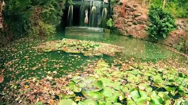 Lirios de agua en un estanque cerca de una cascada Ucrania Uman — Vídeos de Stock