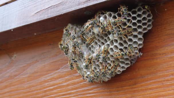 Wasps are building honeycombs on the wall — 图库视频影像