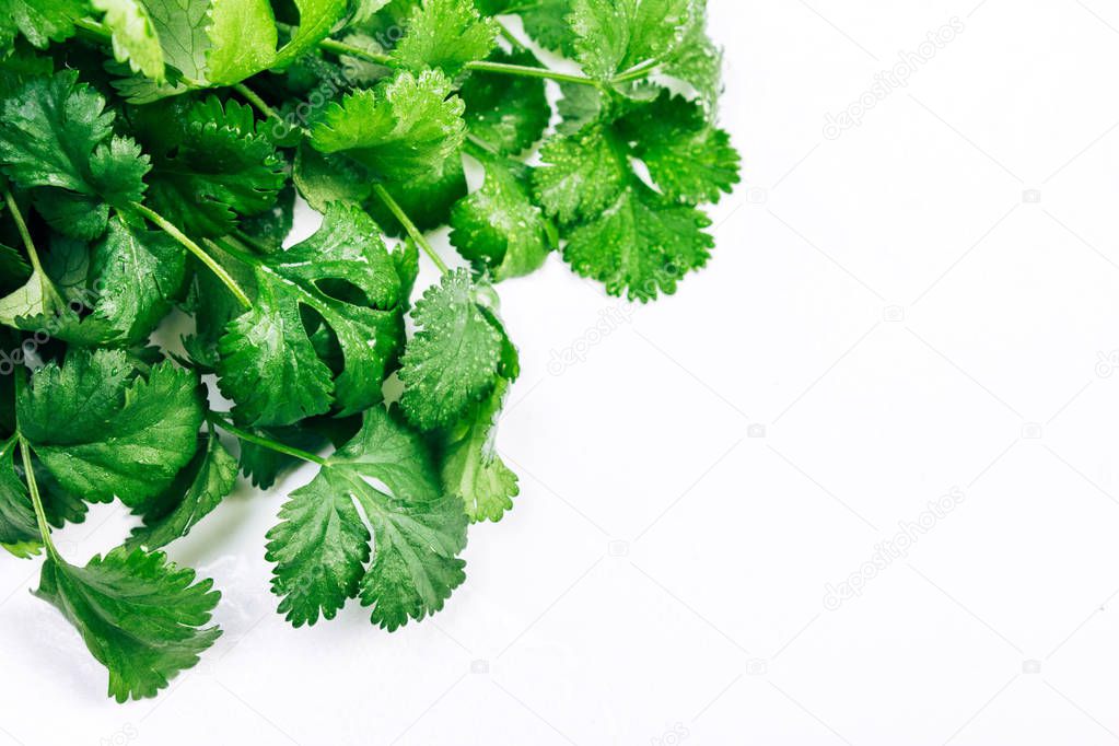 fresh cilantro leaves with water droplets on a white background
