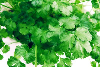 Çiçek saksısı, kişniş, dallar, üst manzara.