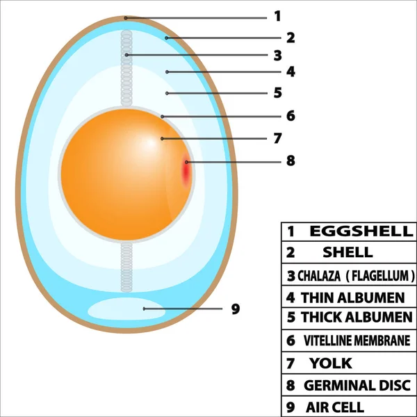 Diagramme de structure des œufs — Image vectorielle