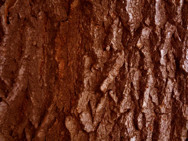 Casca Madeira Relevo Textura — Fotografia de Stock