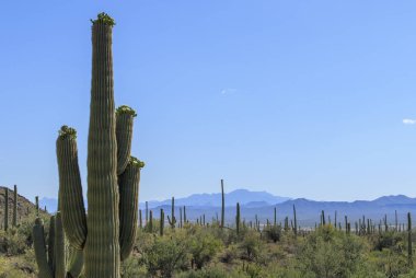 Çiçekli Saguaro kaktüsü