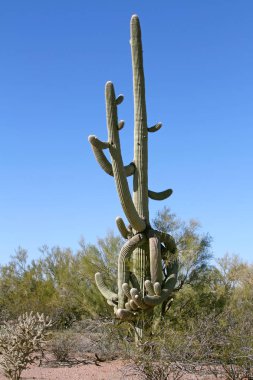 Eski Saguaro kaktüsü birçok silah ile