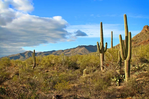 Late afternoon desert landscape Royalty Free Stock Images