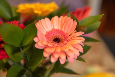 Güzel gül goncası renkleri ve parlak renkleri.