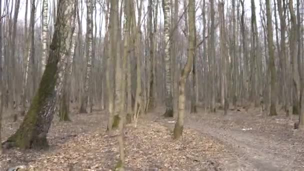 Chica monta una bicicleta a través del bosque detrás de la cámara acompaña — Vídeos de Stock