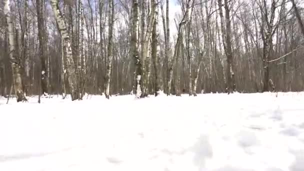 The snow and the woods, spring trees, brown grass stands — Stock Video
