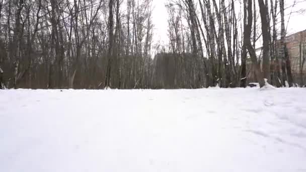 Skog, snö, är en man i vinterskogen — Stockvideo