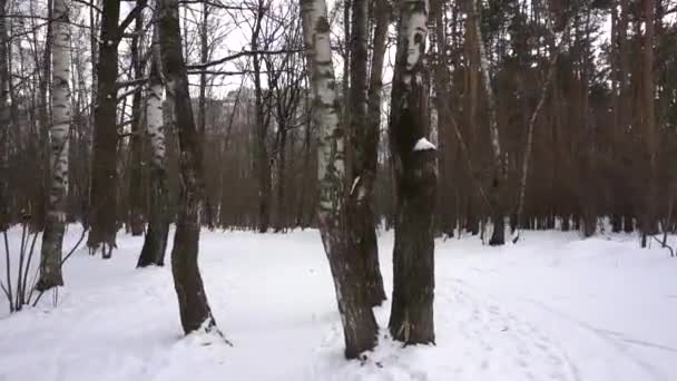 Téli erdő, nyír egy férfi, fény, nap — Stock videók