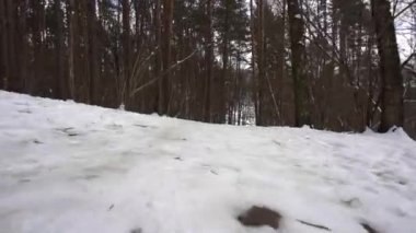 Dağlardan gelen kar kedileri, bahar, huş ağacı ormanları, toprak görünür.
