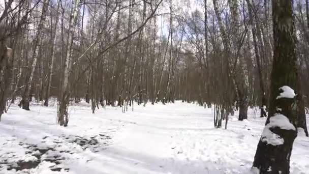 Vandra genom vårskogen, snön, himlen är blå, björk — Stockvideo