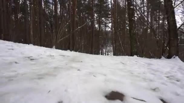 Kommer från fjället snö-katter, vår, björkskog, marken är synlig — Stockvideo