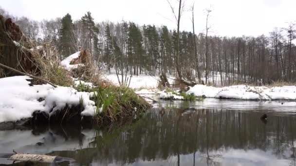 溪流，雪，森林，春天，蓝天 — 图库视频影像