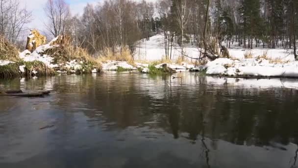 Rio, primeira neve, céu azul, pinho de bétula no fundo — Vídeo de Stock