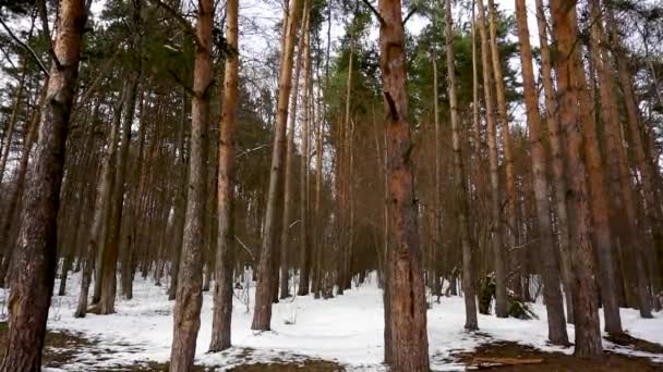 Skog, höga tallar, stark vind, snö, vår — Stockvideo