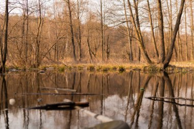 Nehir, bataklık, orman, ağaçlar, bahar, kirlilik, su, güzel doğa.
