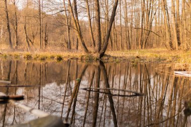 Nehir, bataklık, orman, ağaçlar, bahar suları...