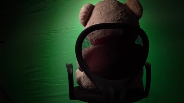 Bear in the hands of buckwheat, covid19 green screen in the background — Stock Video