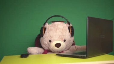 Bear Teddy blogger, yeşil arka planda kulaklık takarak bilgisayarın başında oturuyor.
