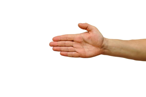 白い背景に広がるヤシの木白い手 — ストック写真