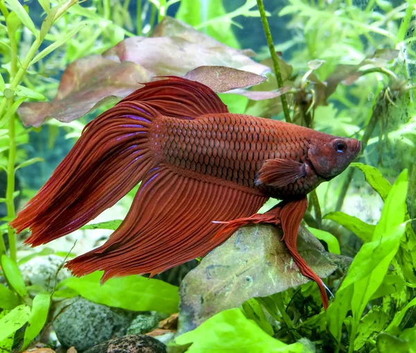 Aquarium betta splendens männlich — Stockfoto