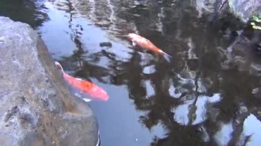 Zarif Koi Trio
