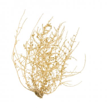 Kuru Tumbleweed Bush