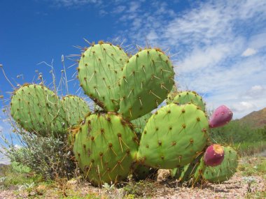 Arizonian Prickly Pear Cactus clipart