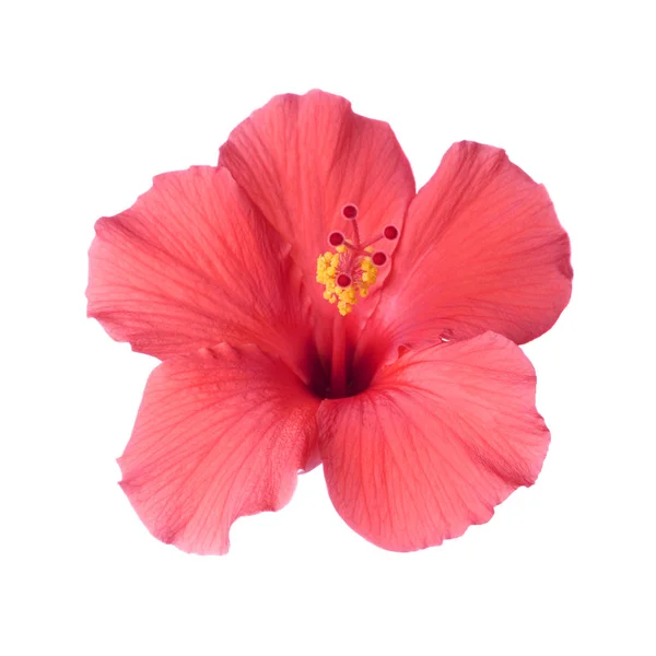 Kırmızı tropikal hibiscus