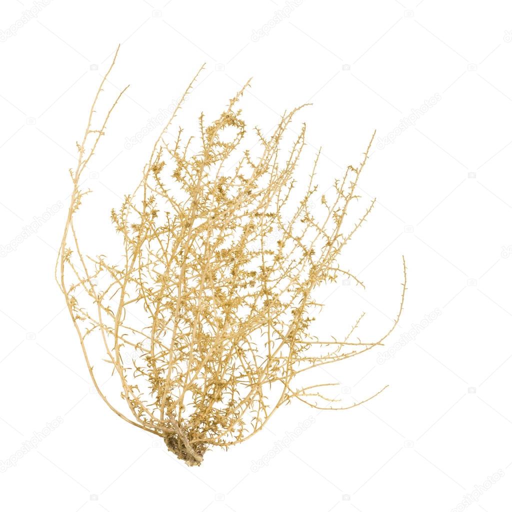 Dry Tumbleweed Bush