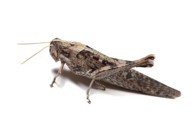 Arizona Çölü Locust