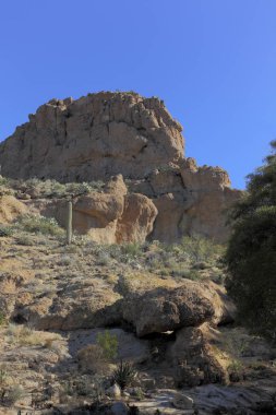 Sonoran Upland doğal alan 