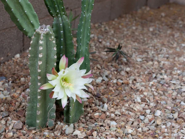 Crescente Arizona cacto jardim mais popular sem espinhos — Fotografia de Stock