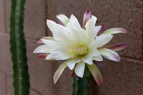 Primo piano del cactus in piena espansione — Foto Stock