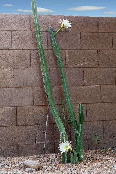Boom Arizona najpopularniejszych kaktus ogród bez kolców — Zdjęcie stockowe