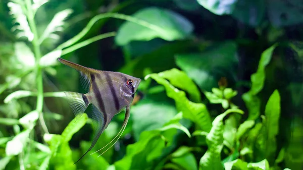 Angelfish in Tropical Aquarium — Stock Photo, Image