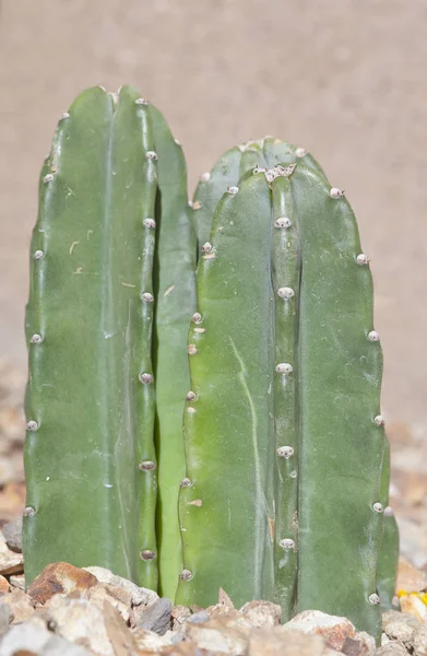 Bezkolcowej kaktusy dekoracyjne — Zdjęcie stockowe