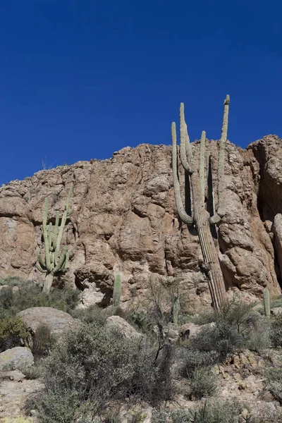 Arizona Saguaroin Desierto de Montaña — Foto de Stock