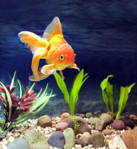 Aquarium Yawning Gold Fish — Stock Photo © Foto.Toch #153952346