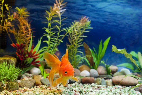 Native Gold aquariumvissen — Stockfoto