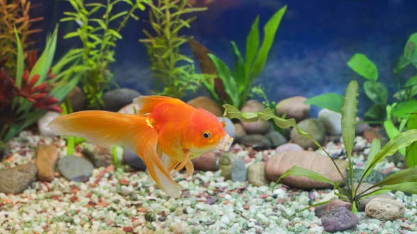 Поцелуй золотой рыбкой — стоковое фото