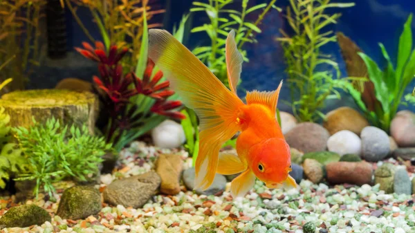 Kussen Gold Fish — Stockfoto
