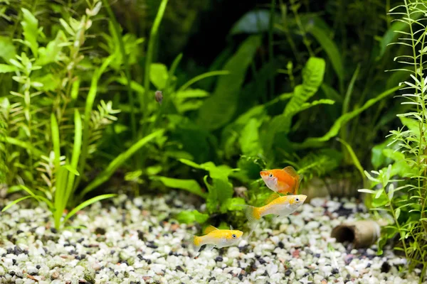 Tropische aquarium Gemeenschap — Stockfoto